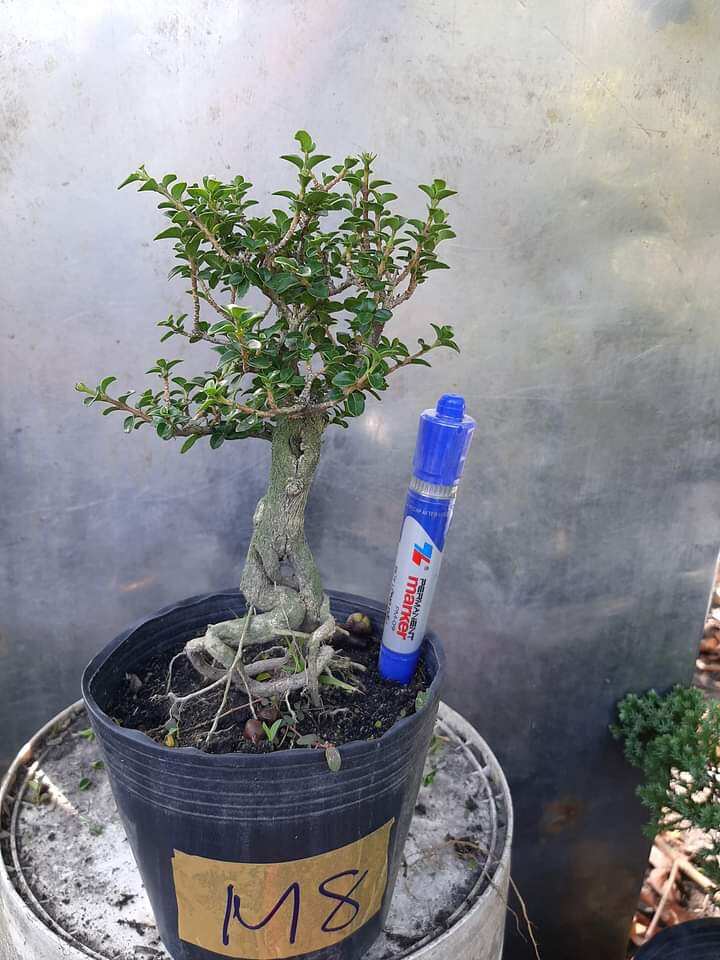 Sam hương bon sai để bàn dạng phôi, ĐÃ TẠO DÁNG