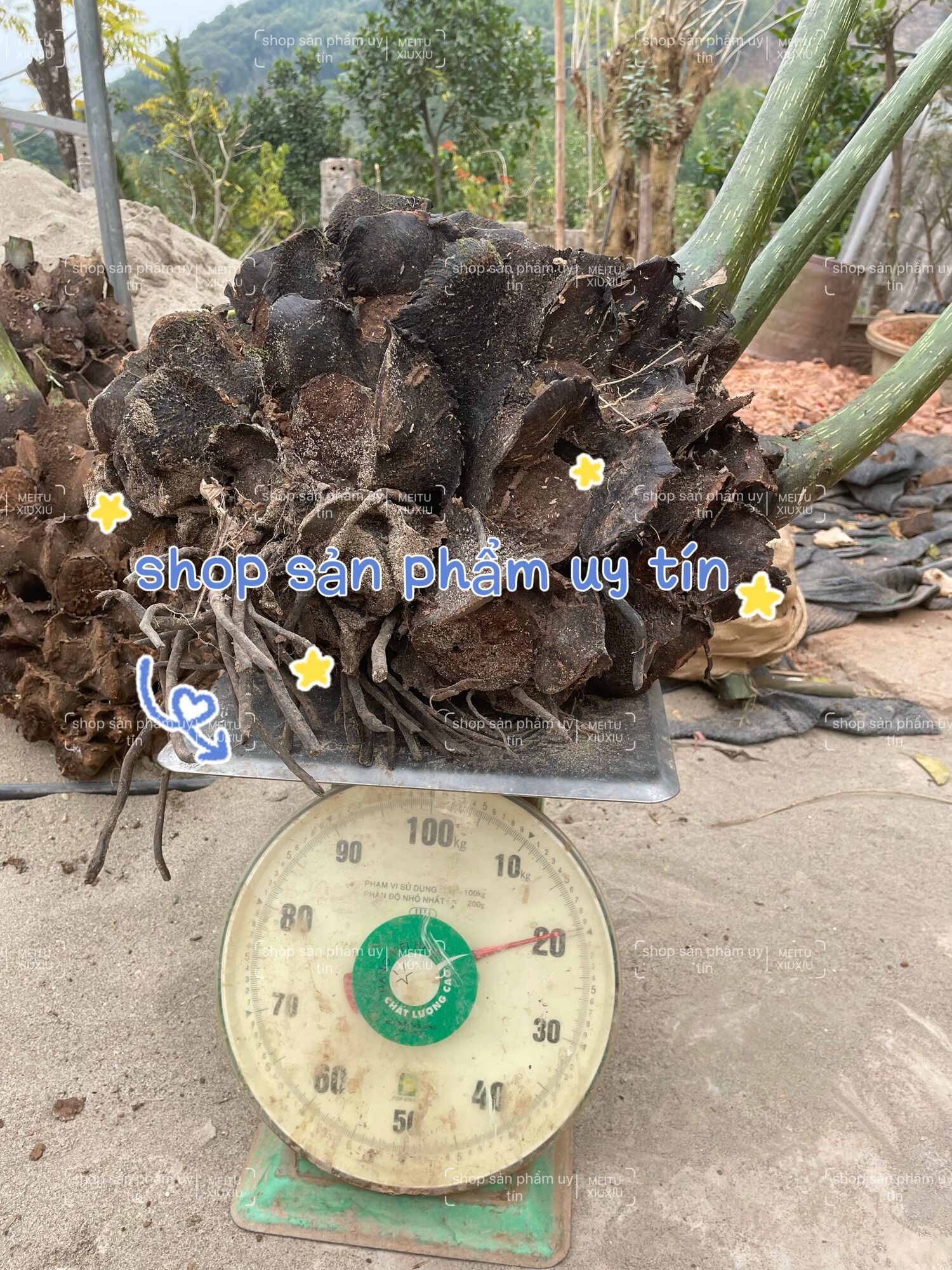 Cây móng ngựa 7-8kg