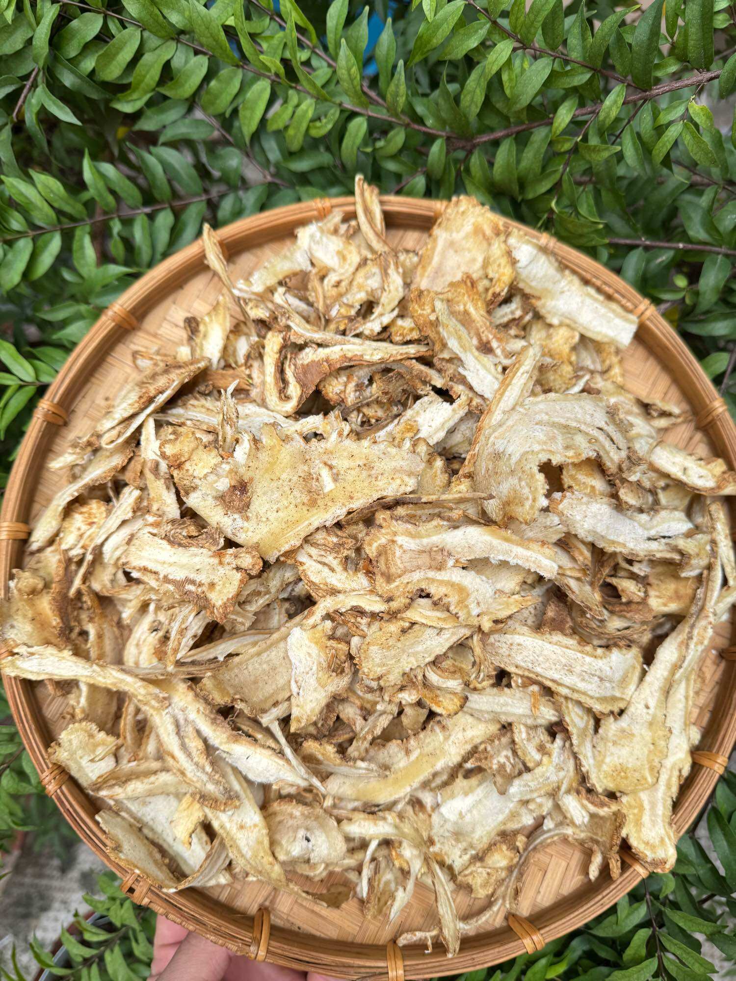 [HCM]Đương quy hàng khô thái lát 1kg