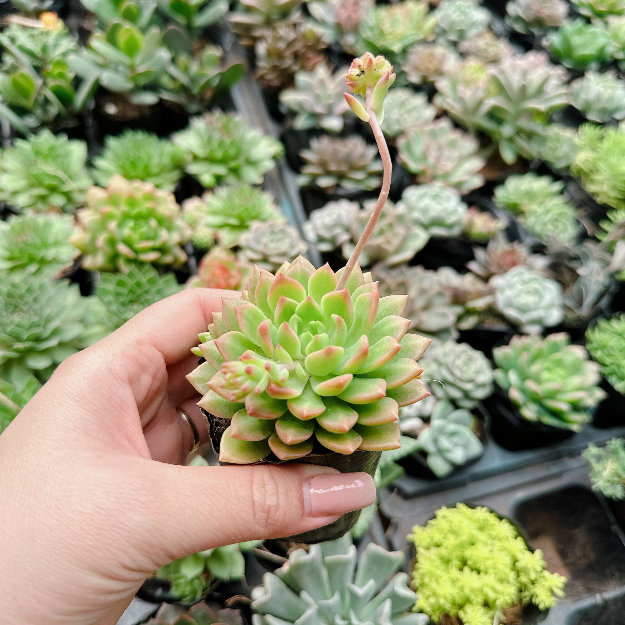 Sen đá mặt trời mới size bầu 3-5 cm