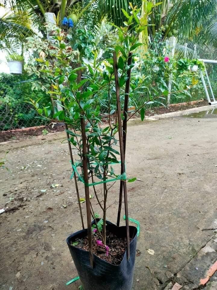Cây lựu đỏ Ấn Độ - trái to, màu đỏ, rất ngọt