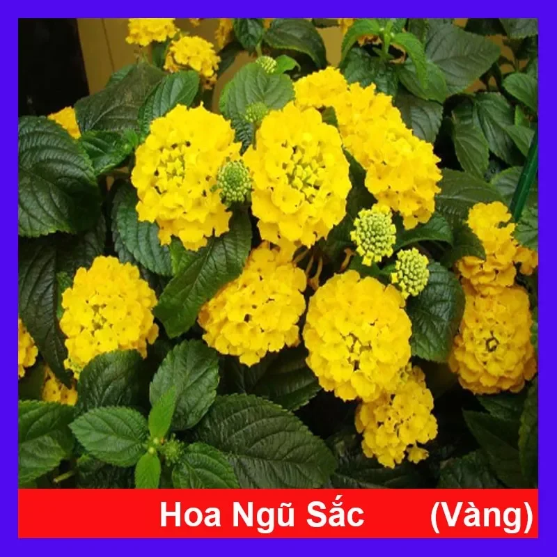Hoa ngũ sắc vàng
