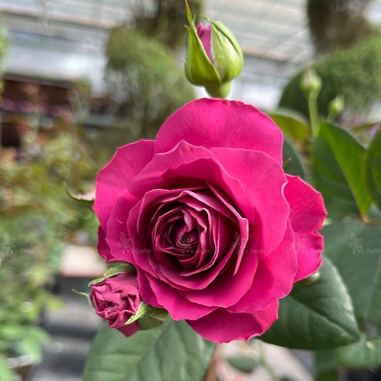 Hoa hồng Variety Information Rose - hồng bụi