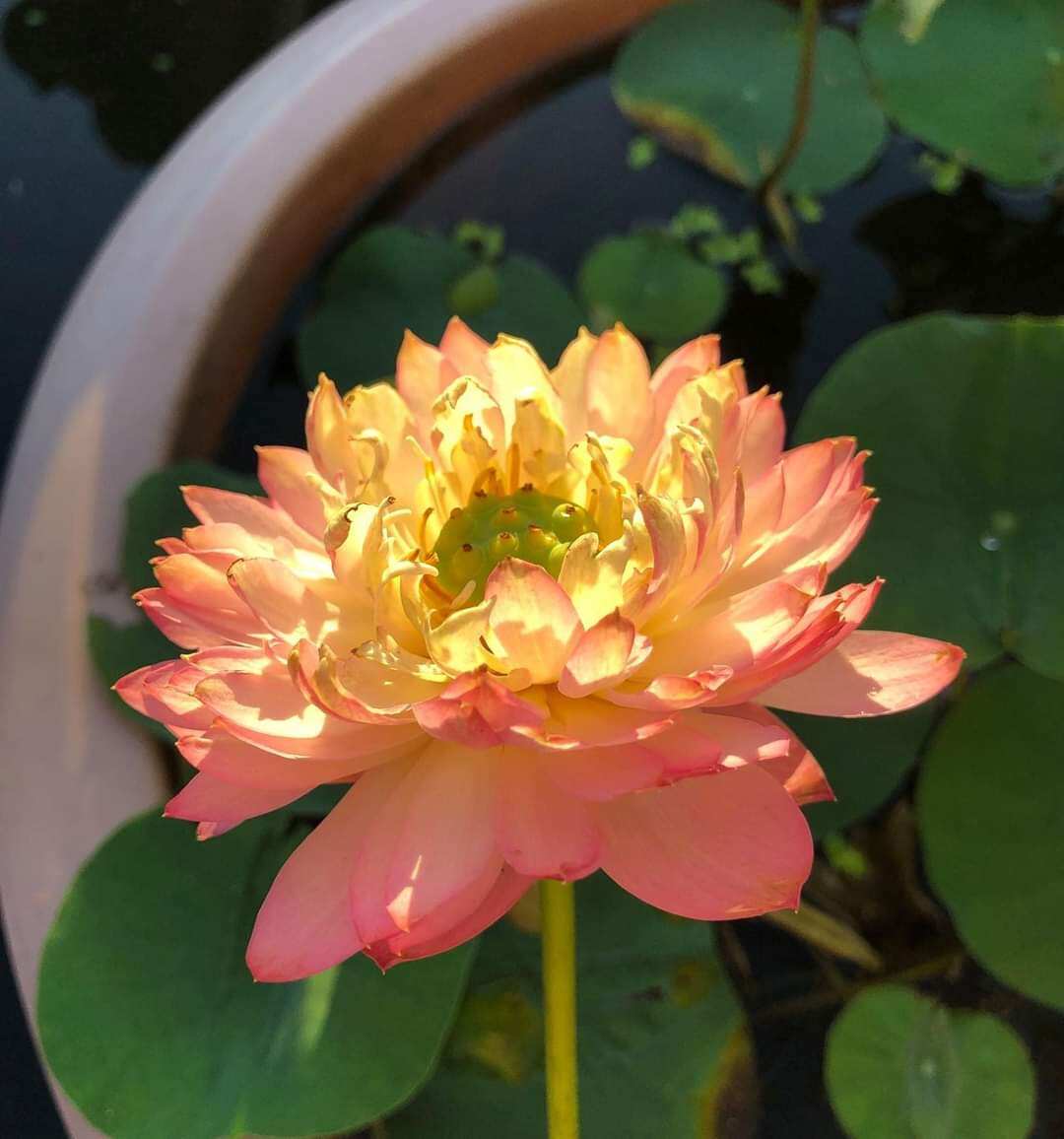 củ giống sen cam nhật