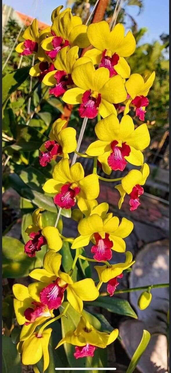 Hoa Lan Dendro vàng lưỡi đỏ cây trưởng thành