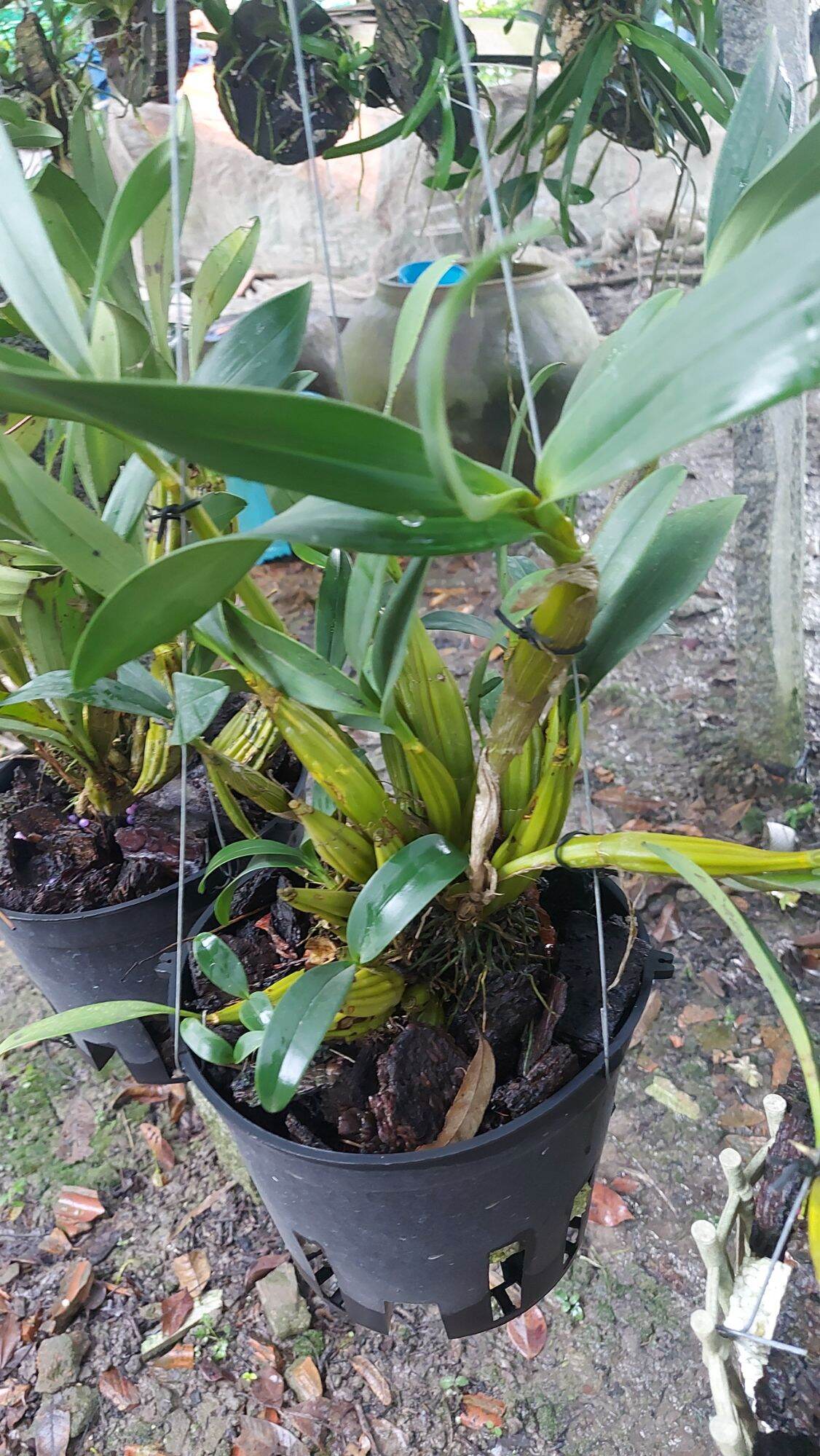 Hoa Lan Hoàng Lạp ghép chậu