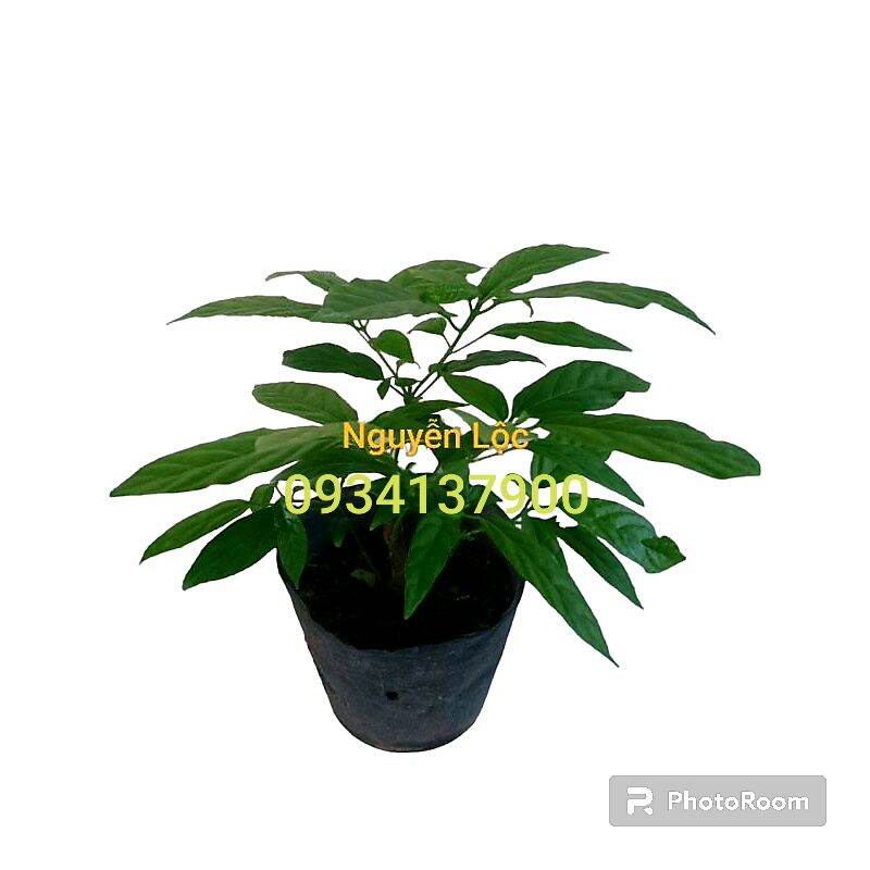 Cây giống hoa dạ ngọc minh châu Sa Đéc - Hoa kiểng Nguyễn Lộc- Cây giống chất lượng cao