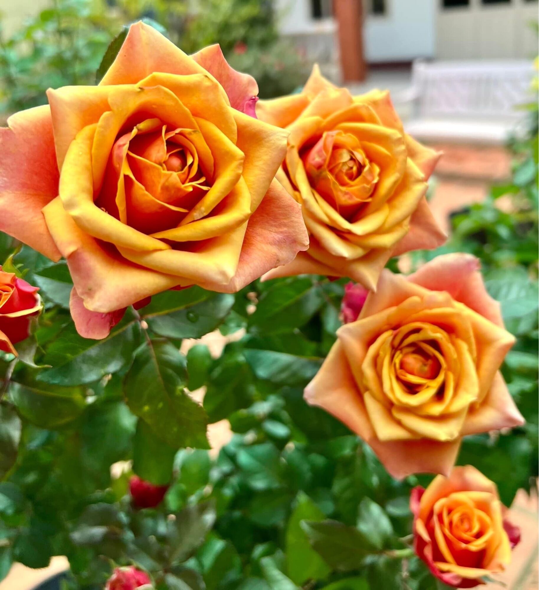 Hoa hồng ngoại Cherry brandy rose
