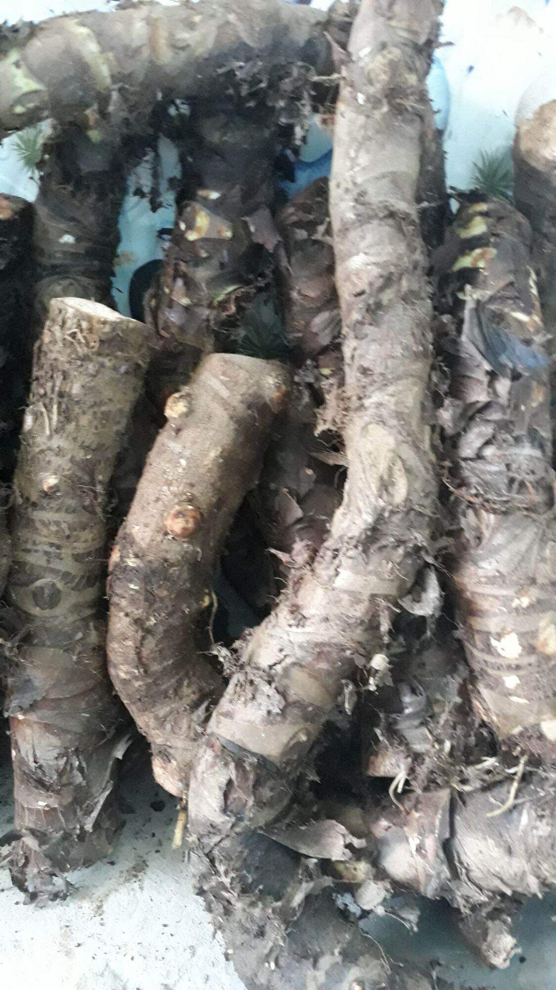 CỦ BẠC HÀ NÚI TỰ NHIÊN LÂU NĂM( 5KG)
