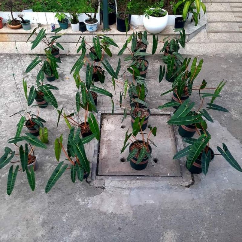 PHILODENDRON BILLIETIAE (TRẦU BÀ HỒNG HẠC CHÂN CAM)