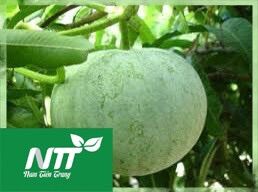 Giống Bí đao tròn
