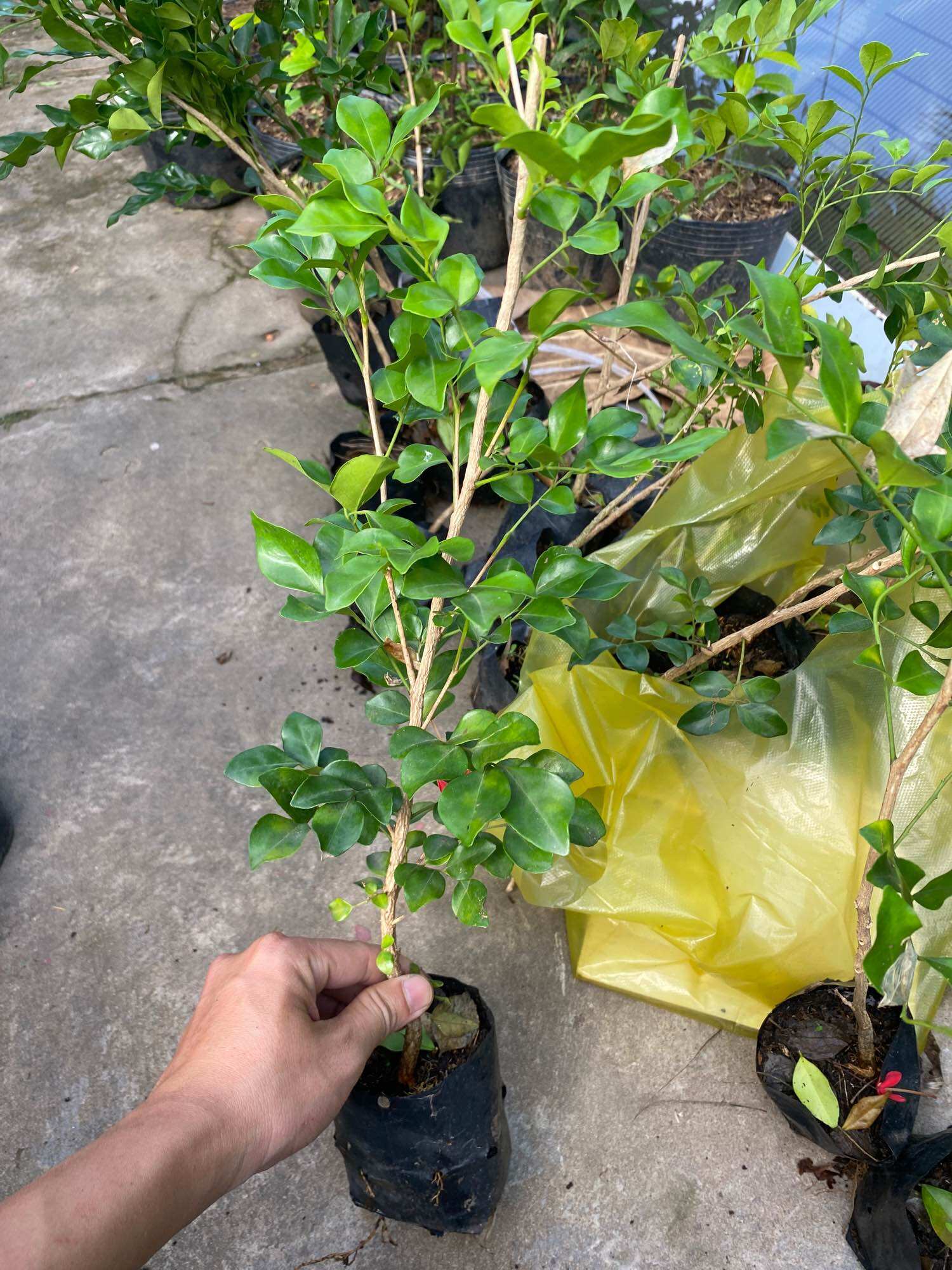 Combo 10 cây Nguyệt Quế (cây giống cao 40-60cm)
