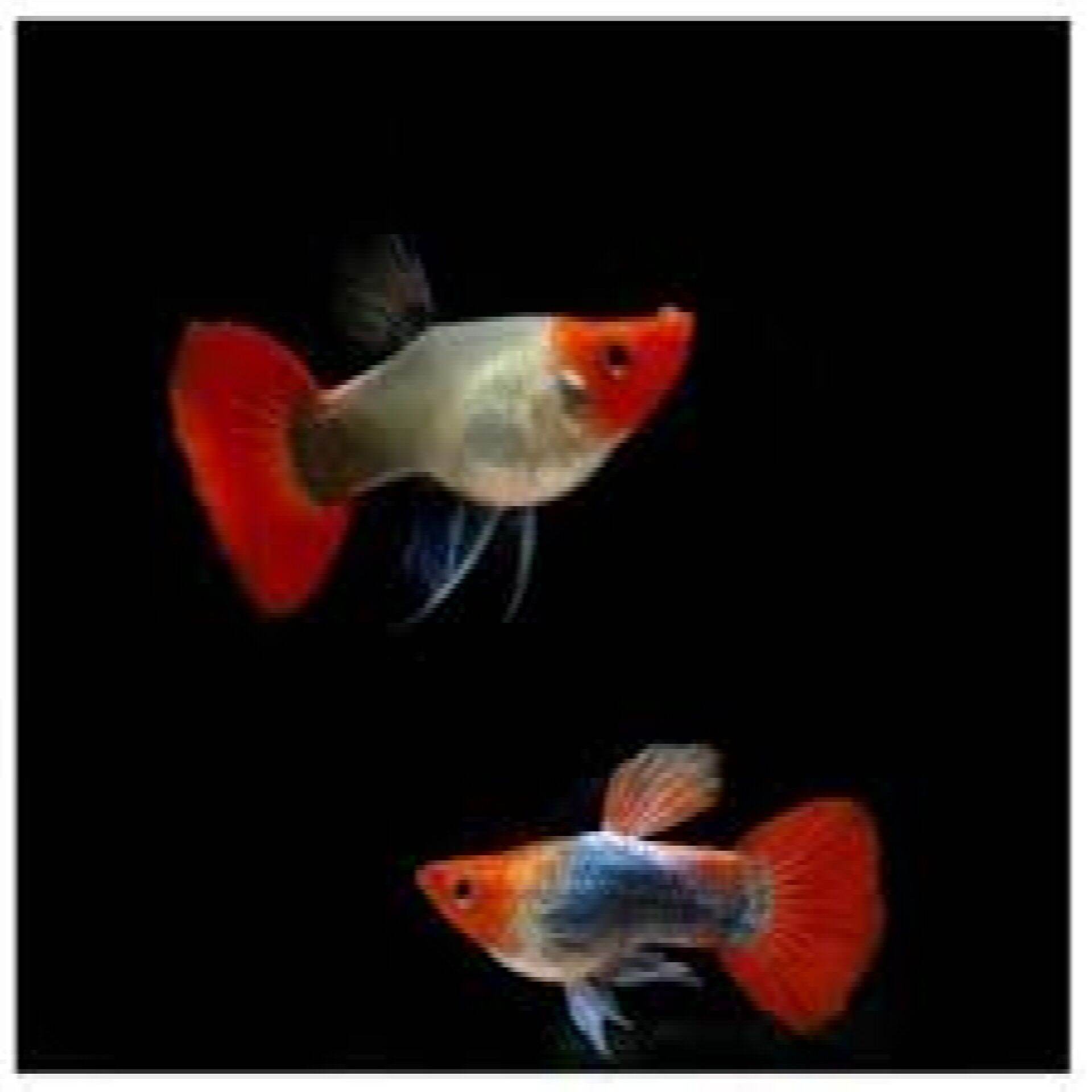 Guppy-Koi đen short