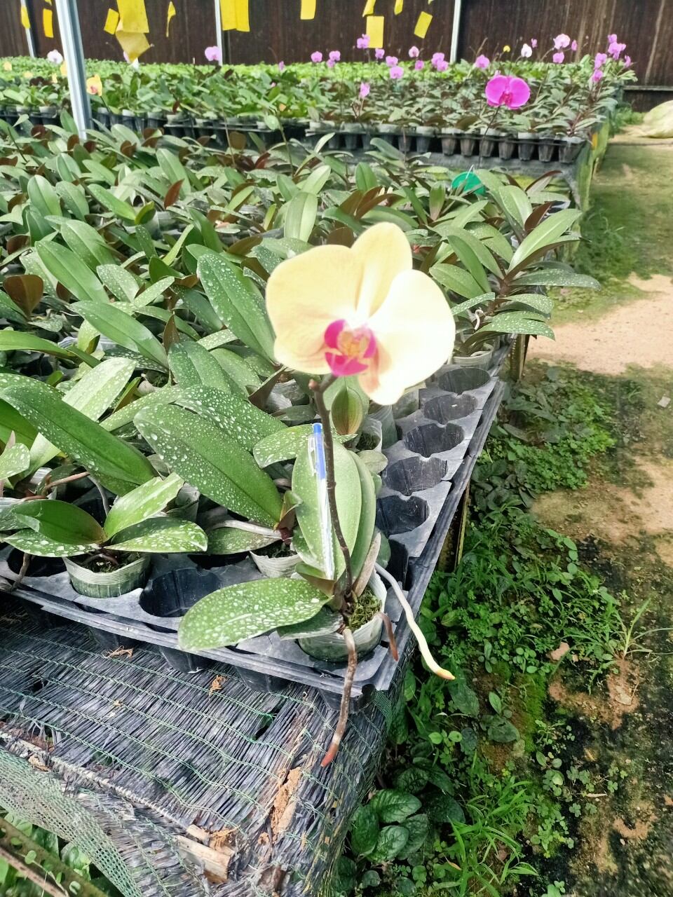 Lan hồ điệp vàng ông địa