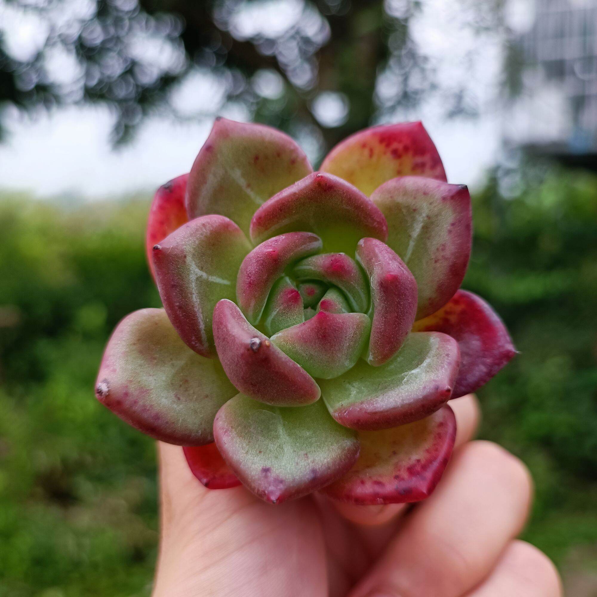 Sale 50%-Sen Đá Pha Lê Đỏ Tròn mới lạ.