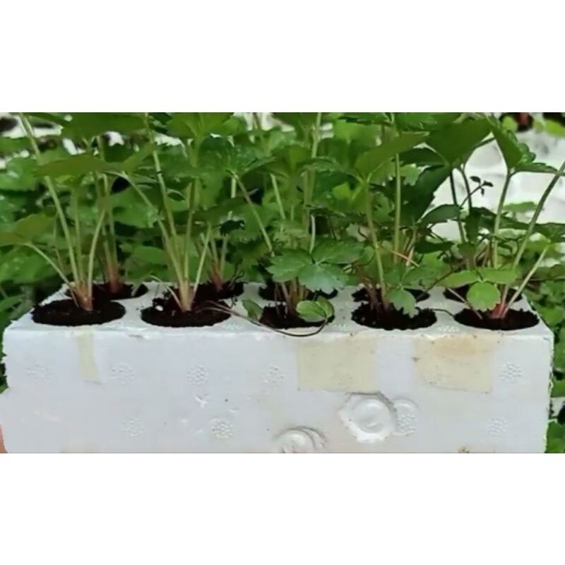 Dâu tây HÀN KING  ( combo 10 cây mô vỉ - chuẩn giống)