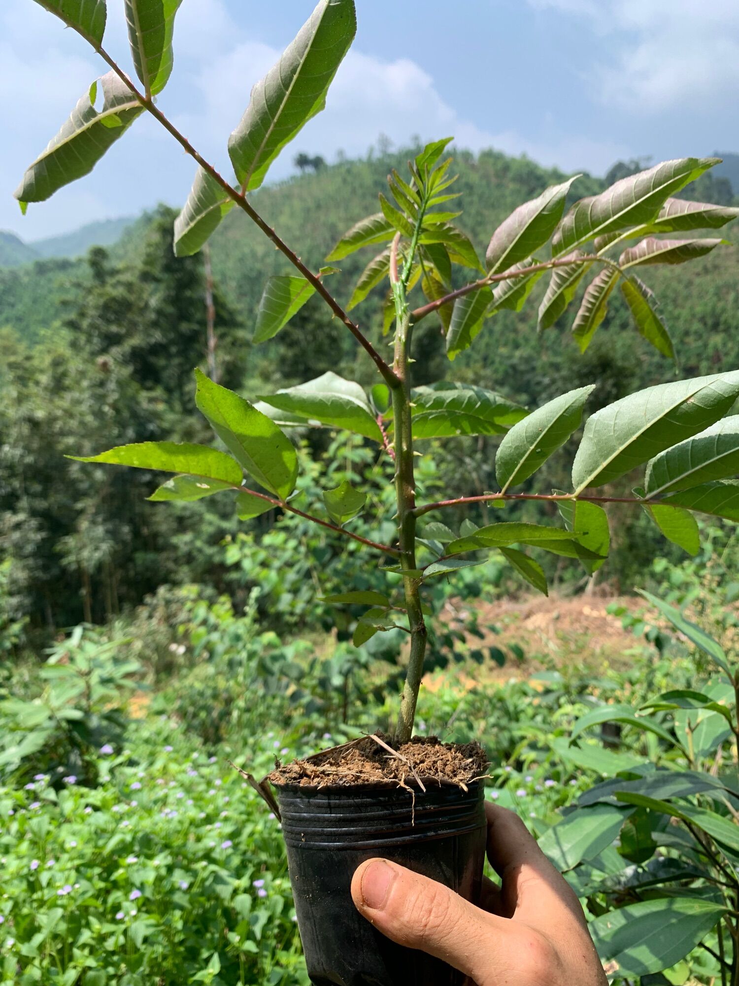 Giống cây Mắc Khén( Mác Khén)