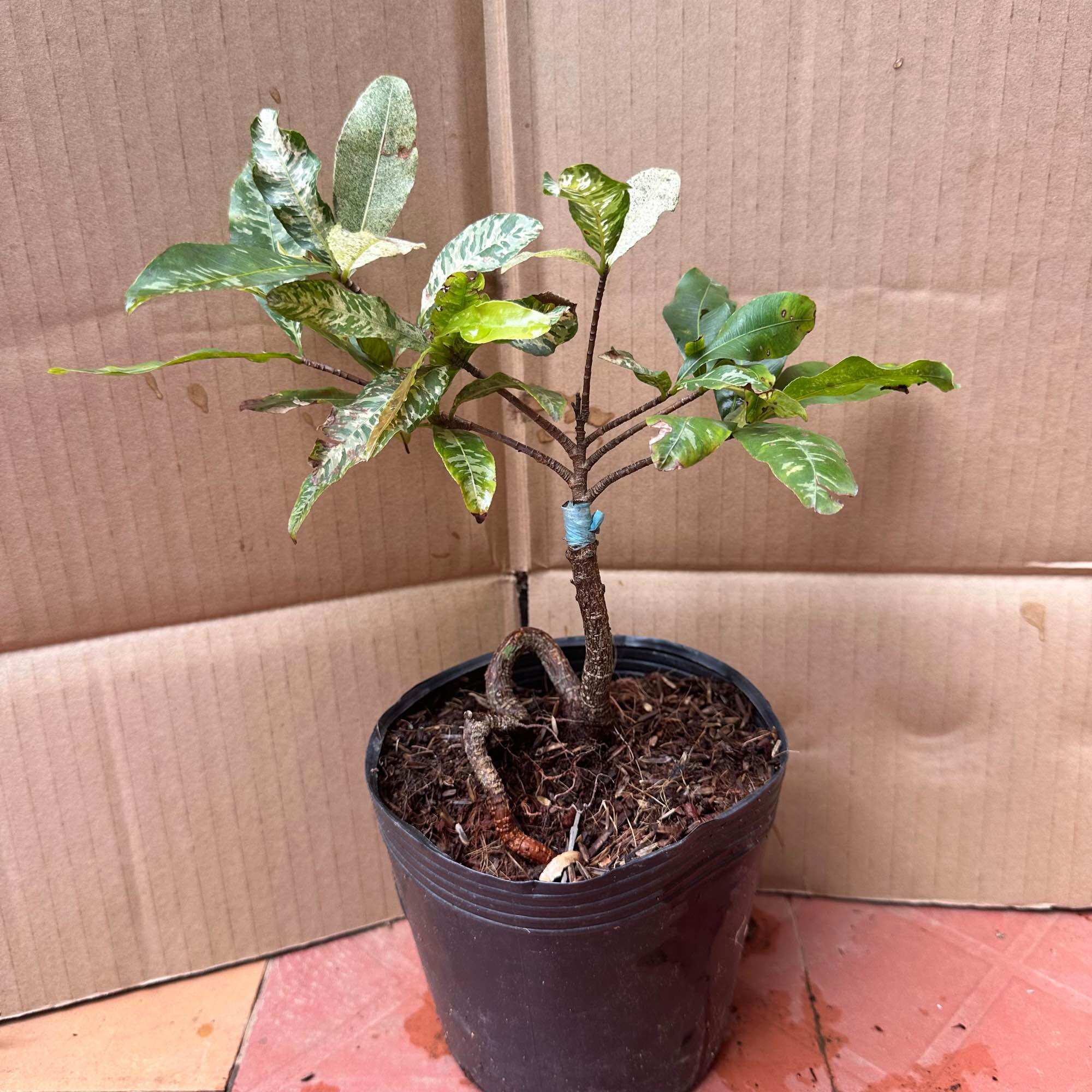 Cây hồng tuyết mai - đạt tối đa 22 cánh, bạch mai