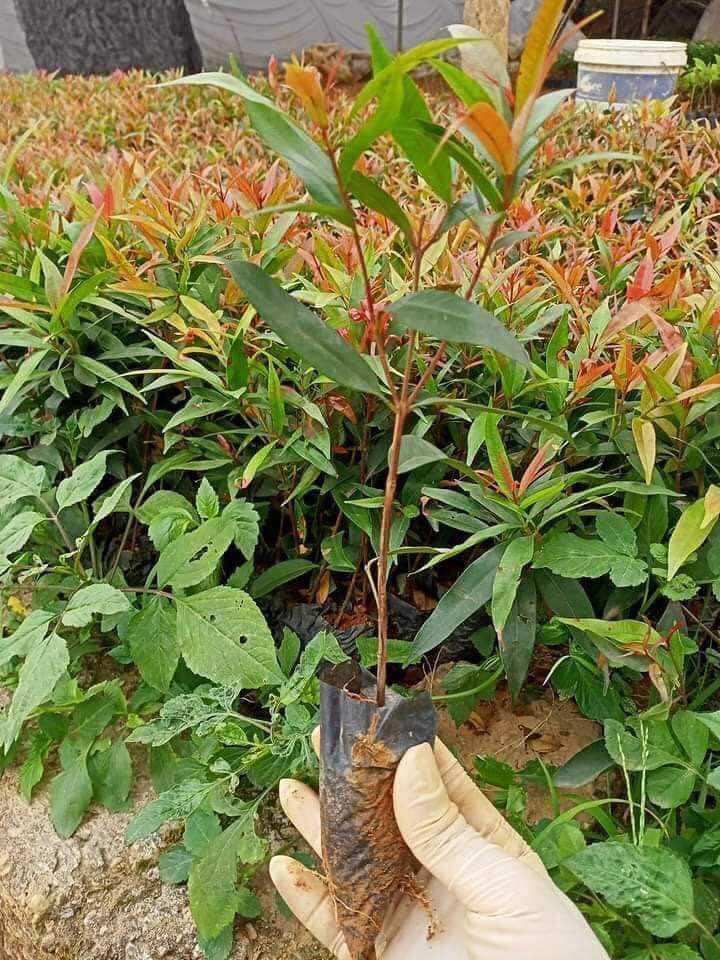 Giống cây hồng lộc