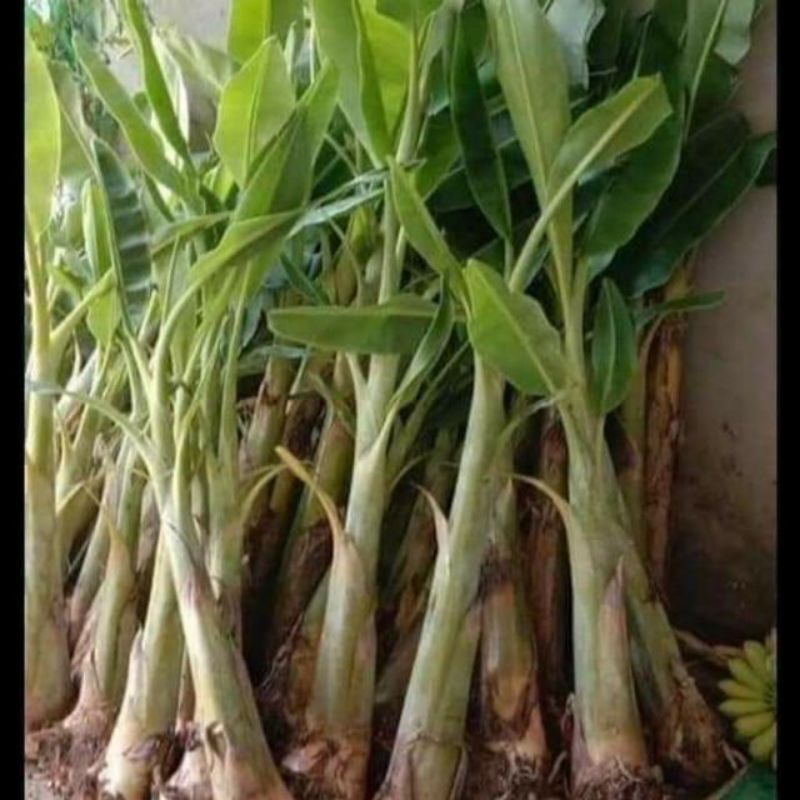 cây giống chuối sứ việt nam