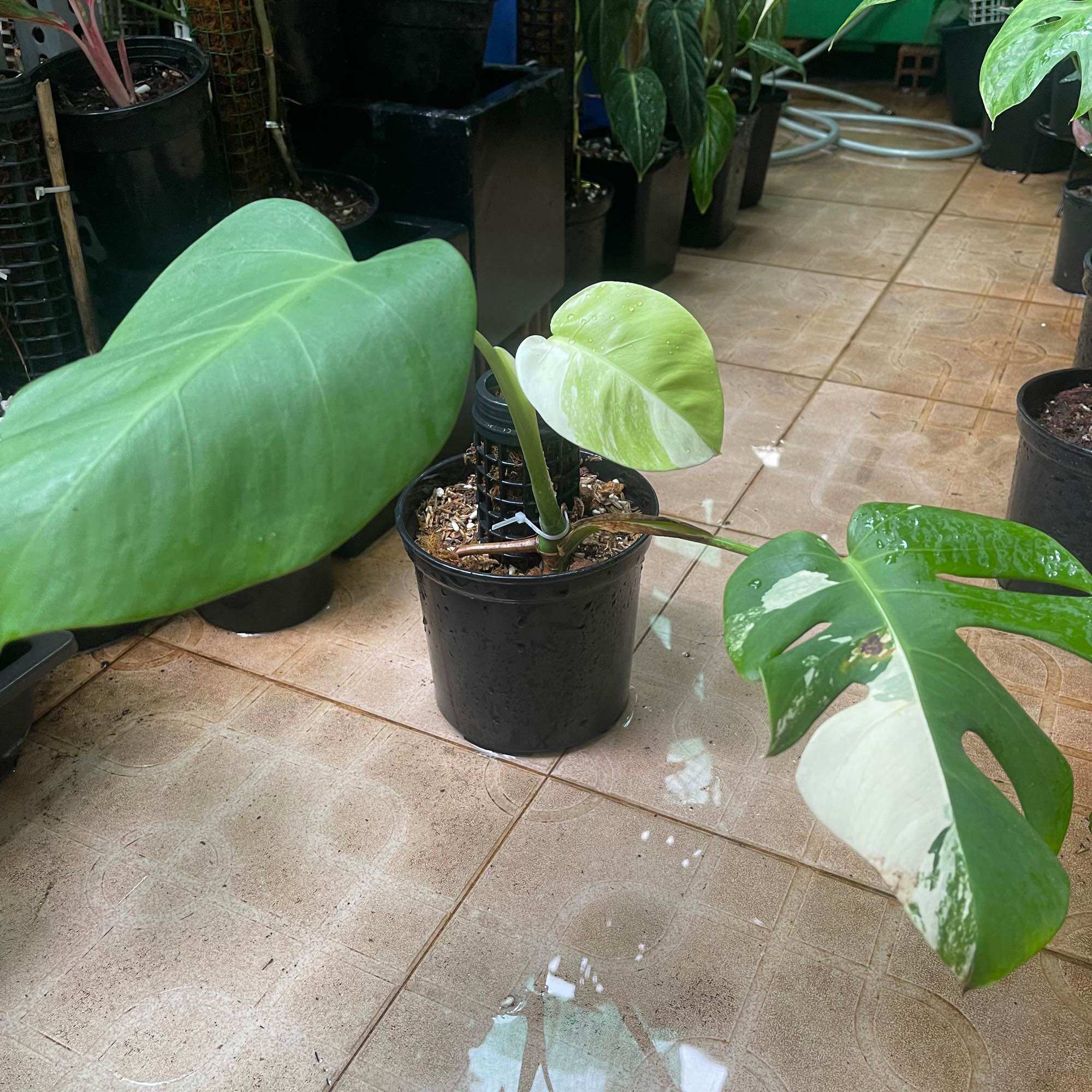 Trầu bà lá xẻ monstera abbo