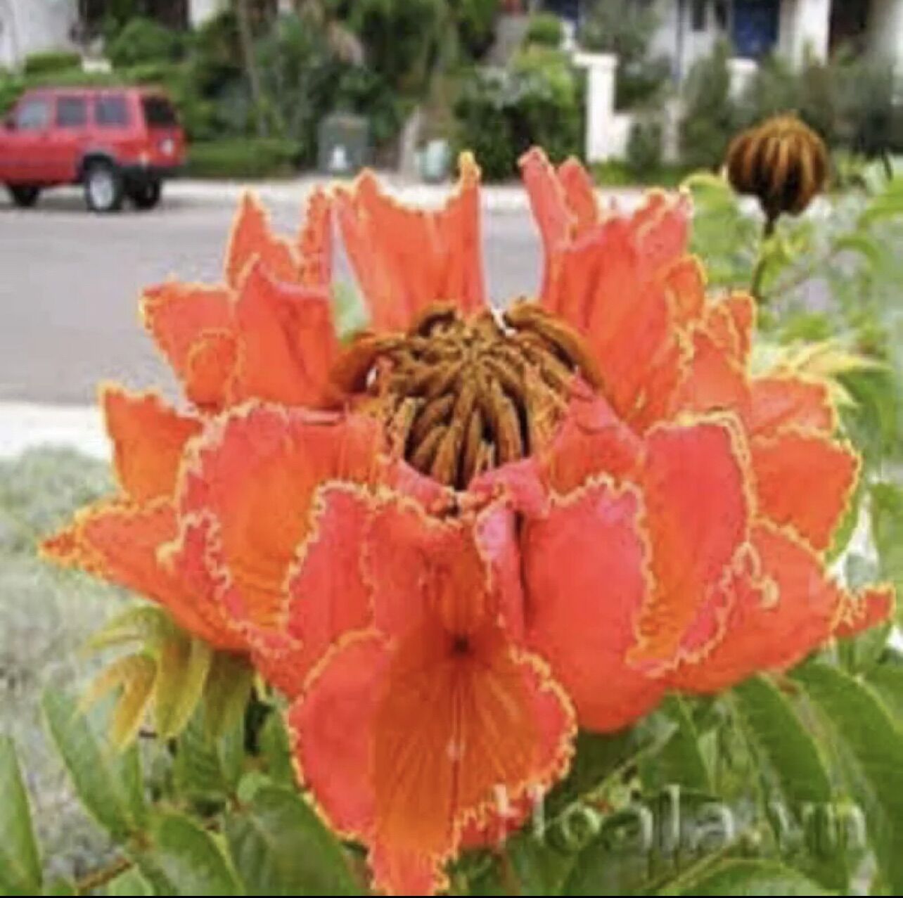 Cây giống hoa Phượng hoàng lửa(1caay)