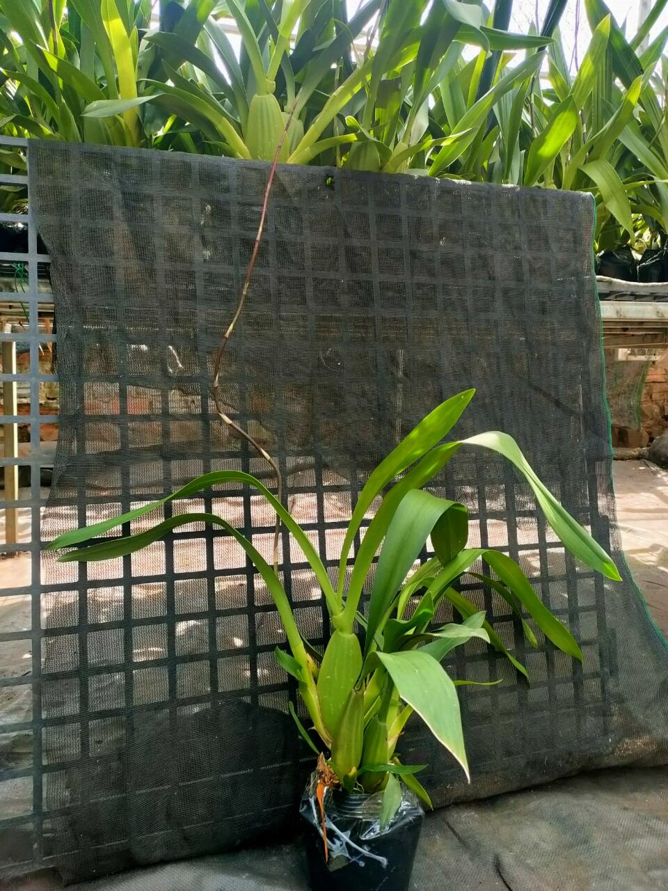 Hoa lan vũ nữ Socola đang nụ, hoa thơm