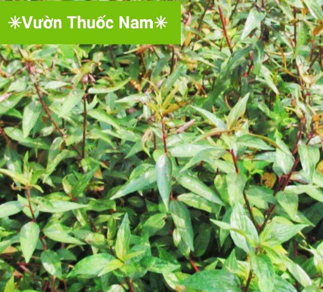 Combo 5 Bầu cây giống cây thuoc dòi