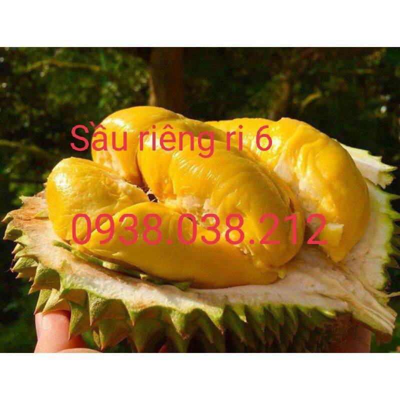 CÂY GIỐNG SẦU RIÊNG RI 6 ( CHUẨN F1)