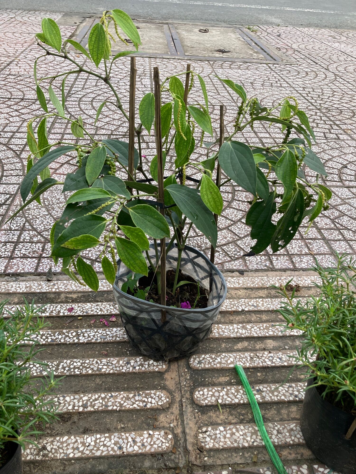 Dây tiêu xanh chậu đang trái