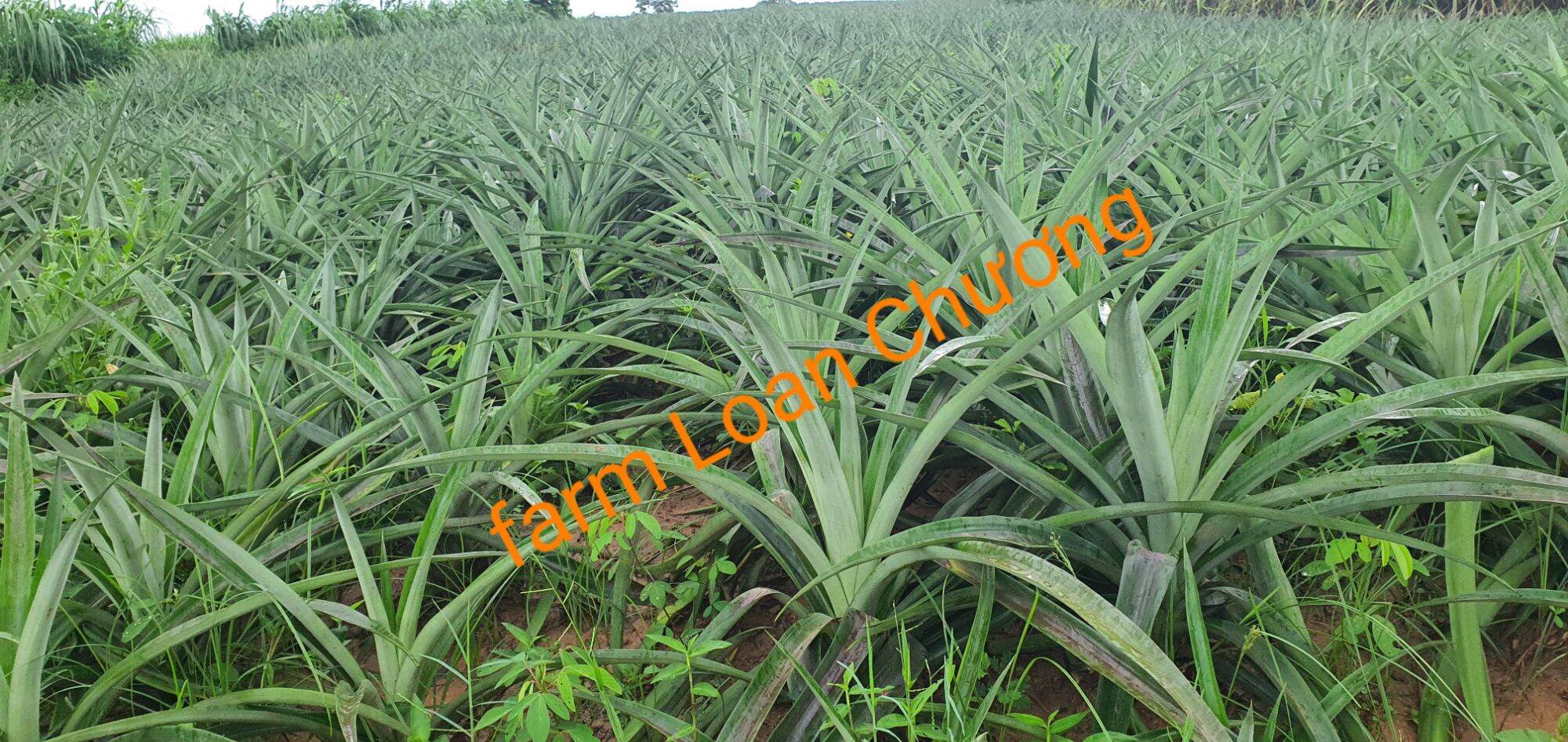 Giống dứa mật không gai, quả to 2-3kg, nhiều mật