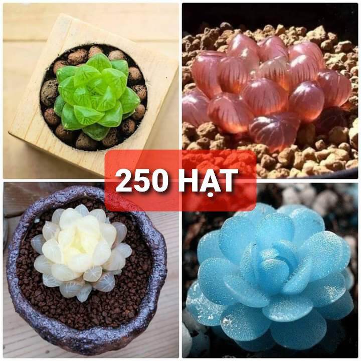 Hạt sen đá kim cương 30 _ 250 hạt nhà vườn chất lượng
