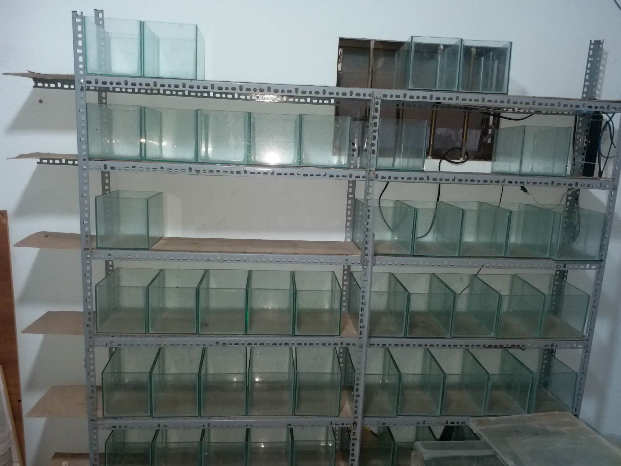 Hồ Cá Guppy D20 . R15.C20