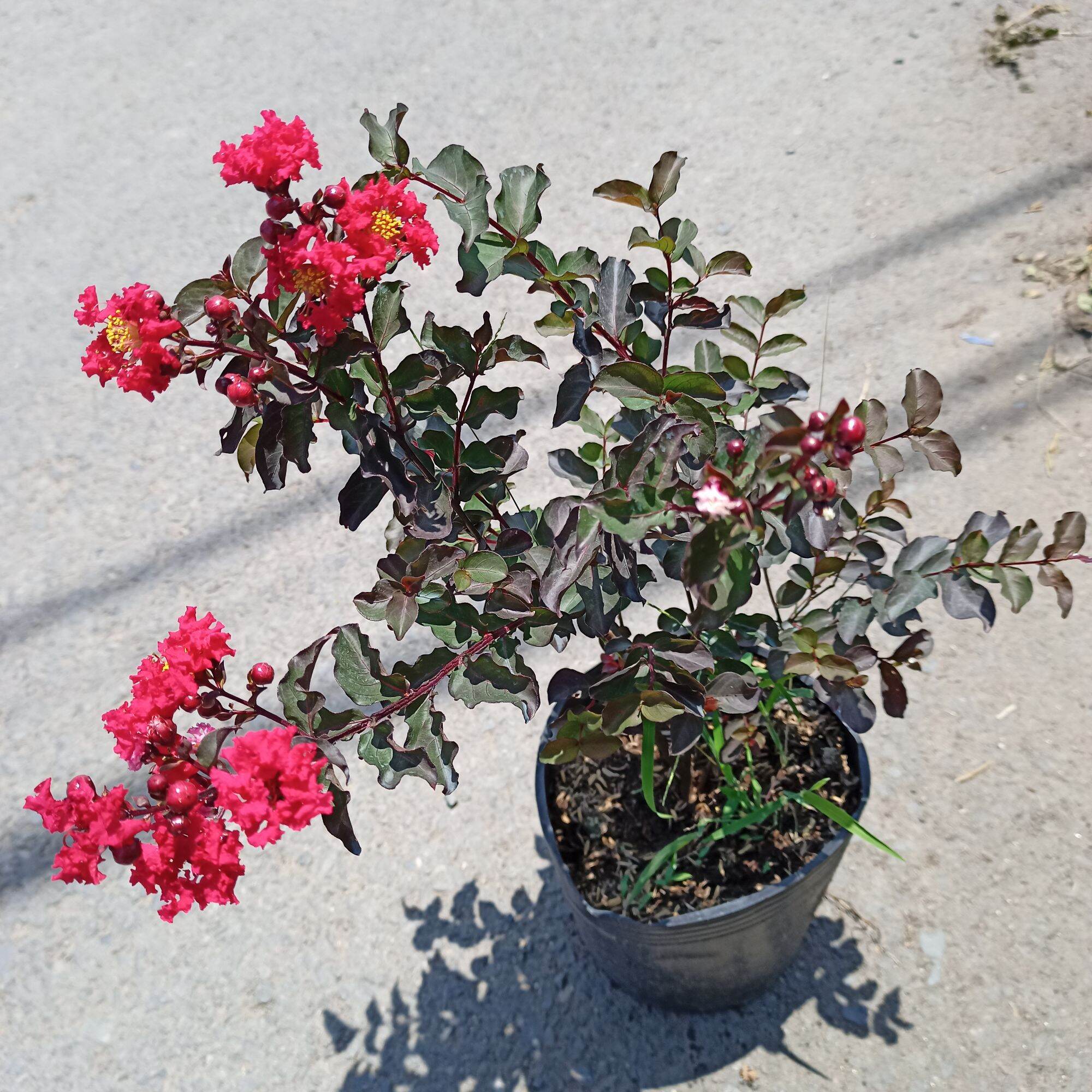 Cây tường vy huyết long cao từ 40cm