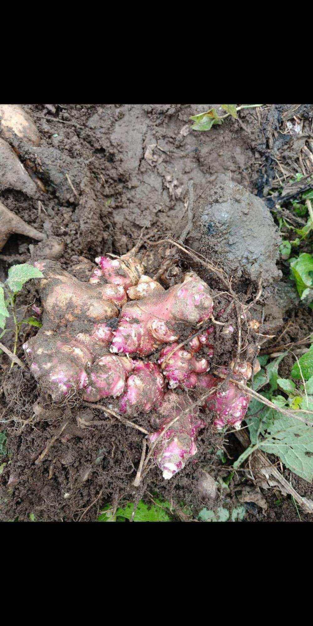 Củ khoai sâm đất làm giống 1 củ(1 củ từ 6 đến 8 nhánh )