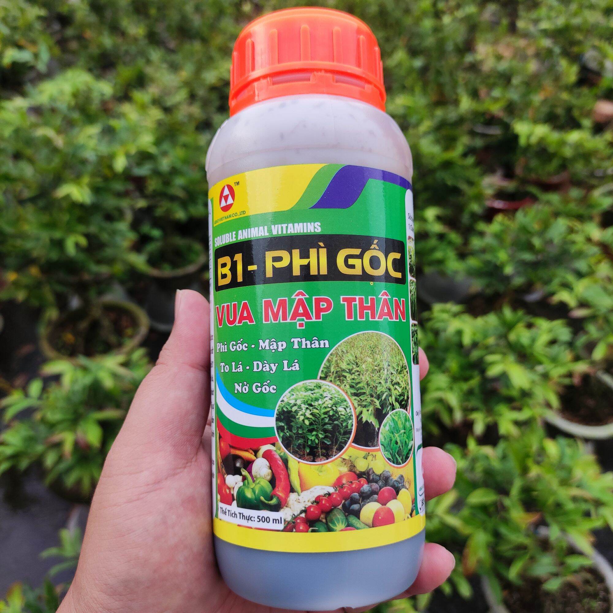 Mập gốc phì cọng nhanh lớn cành