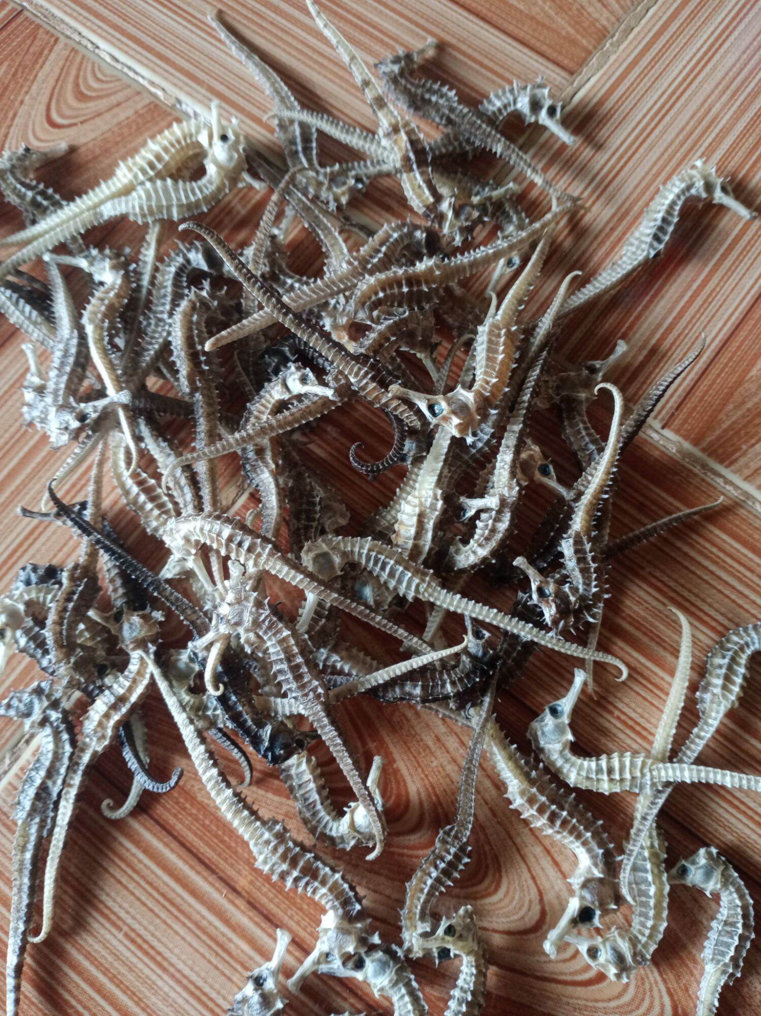 10g cá ngựa tầm 30 con nhỏ nhất
