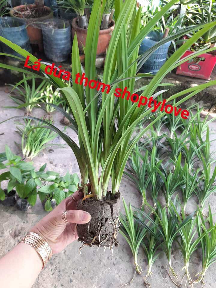 bầu 5 cây lá dứa (lá nếp thơm). bầu đã ra rễ con