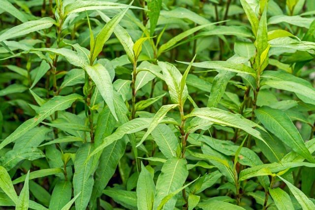 Bầu cây giống rau răm