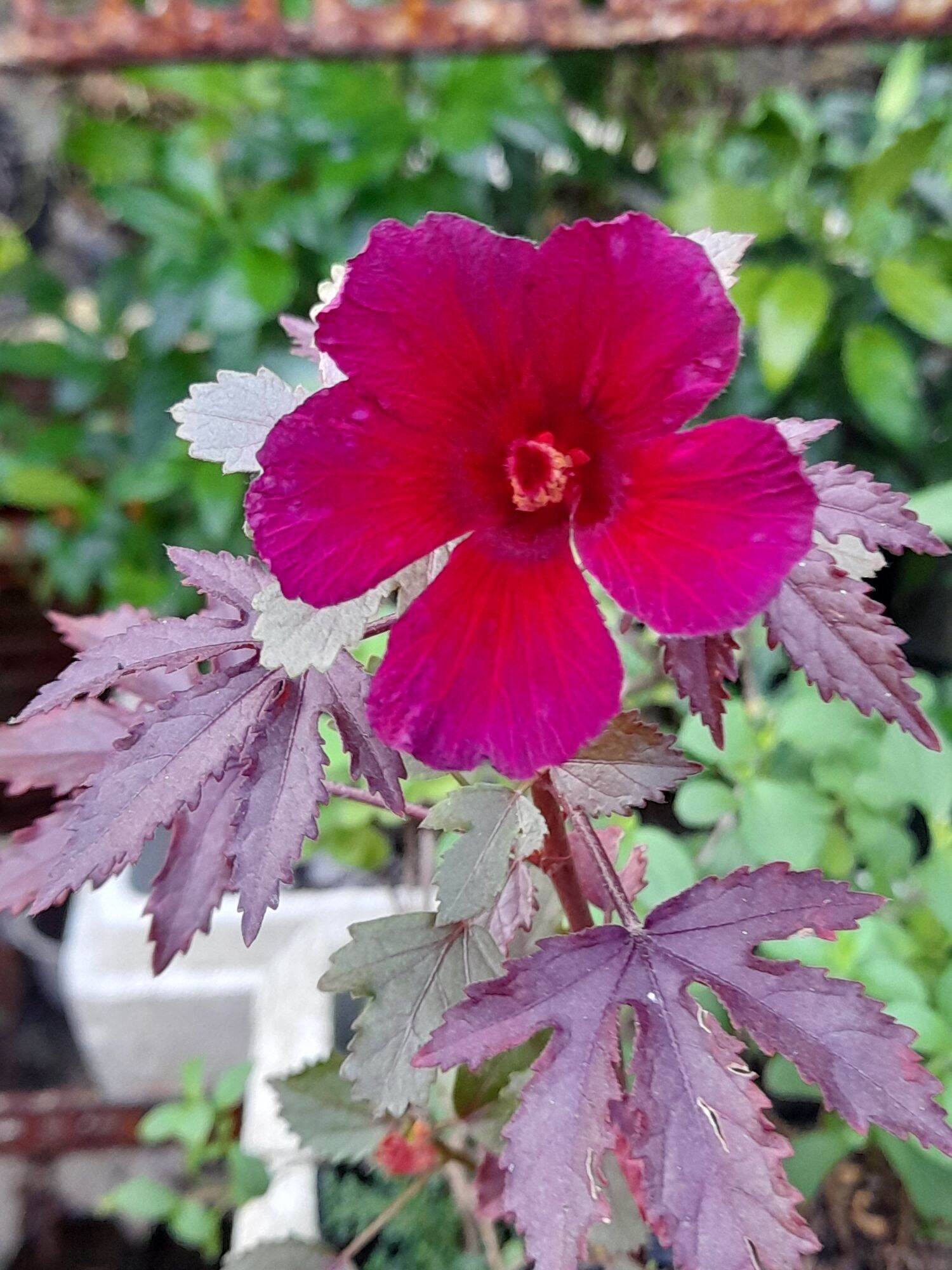 Salad Hibiscus (bụp giấm chua lá đỏ)