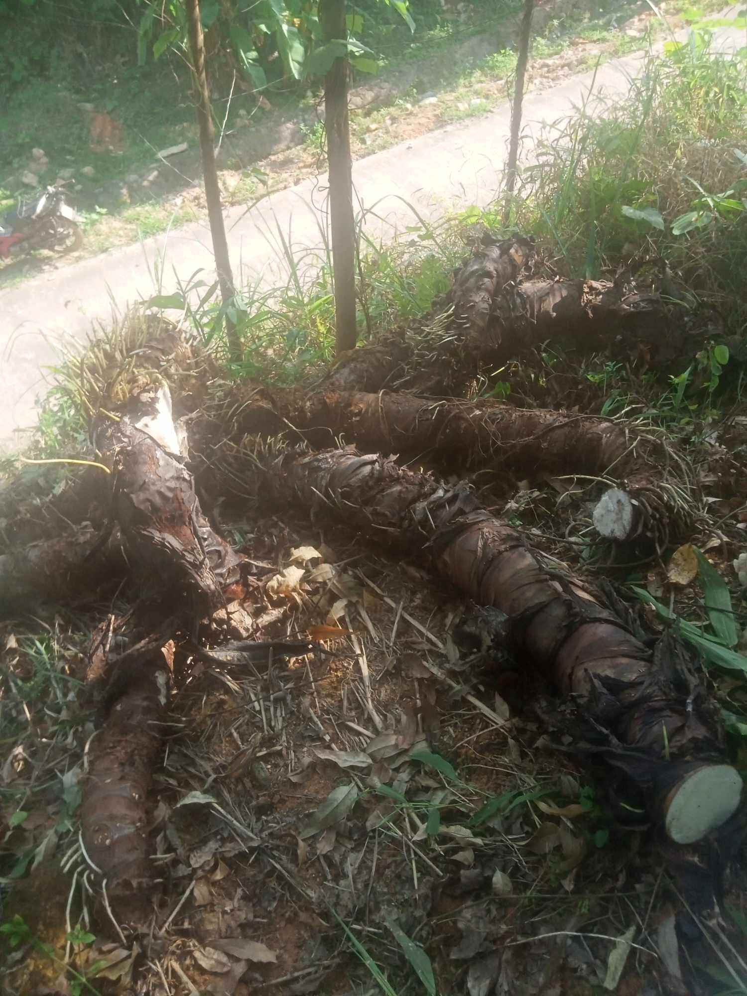 (Mua 5 tặng thêm 1).Chỉ 100k/combo 5kg, củ bạc hà núi chuẩn chất lượng