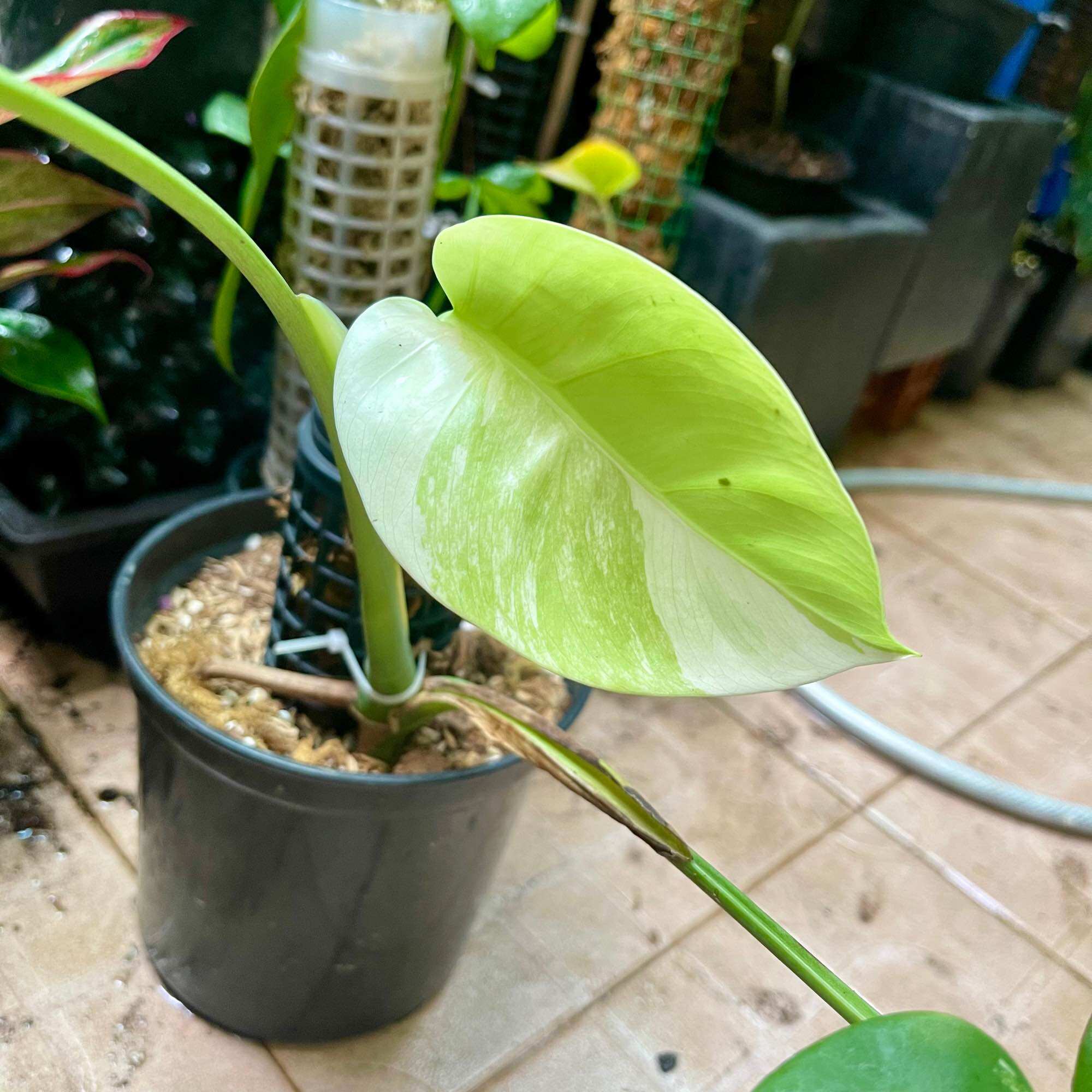 Trầu bà lá xẻ monstera abbo