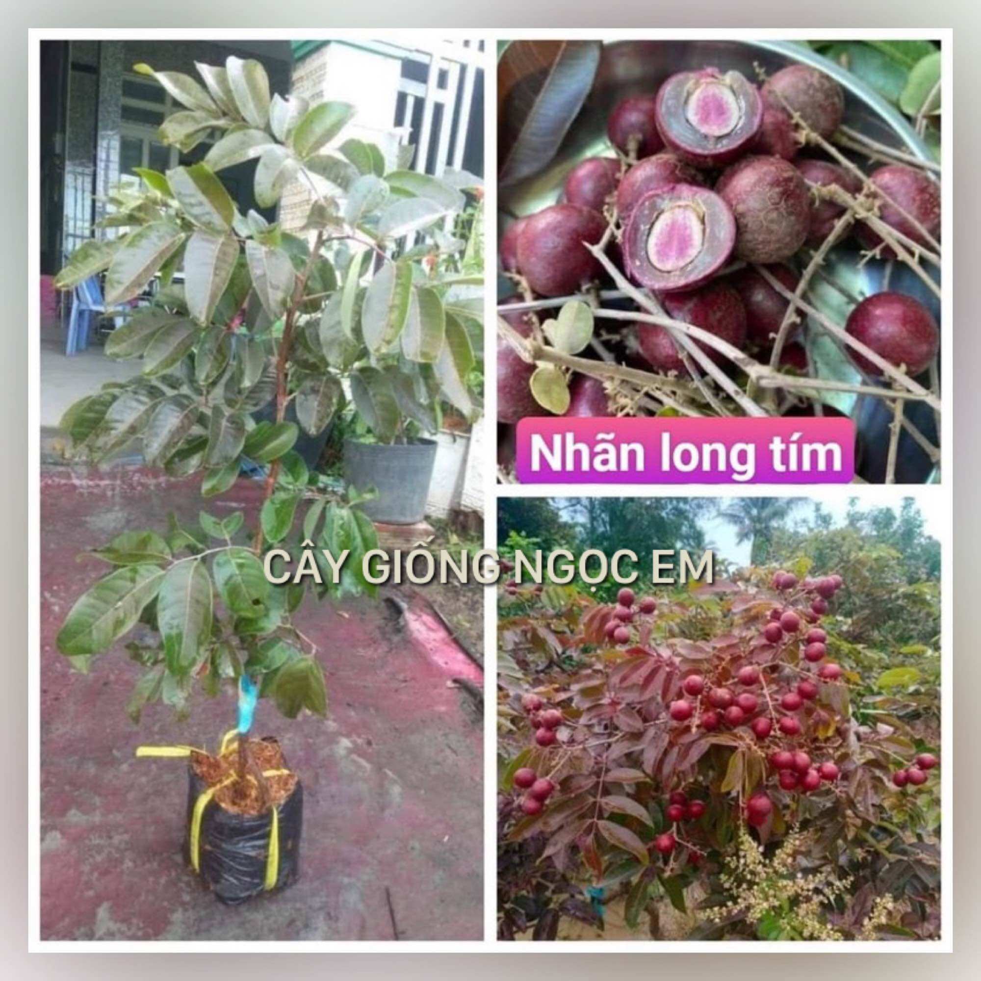 Cây nhãn long tím, trồng 10 tháng cho quả, dễ trồng