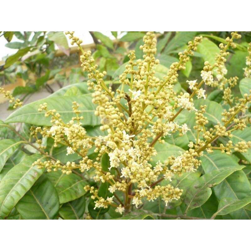 150 Gram Phân bón lá siêu ra hoa nhãn giúp ra hoa đồng loạt