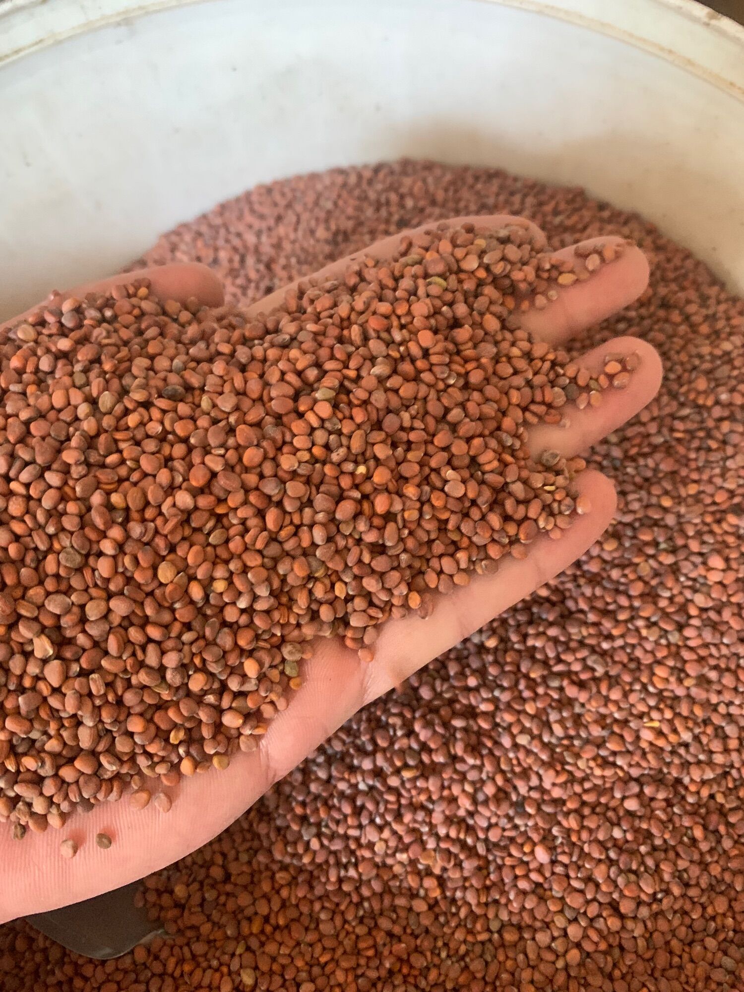 Hạt cải mầm mỡ gói 100g