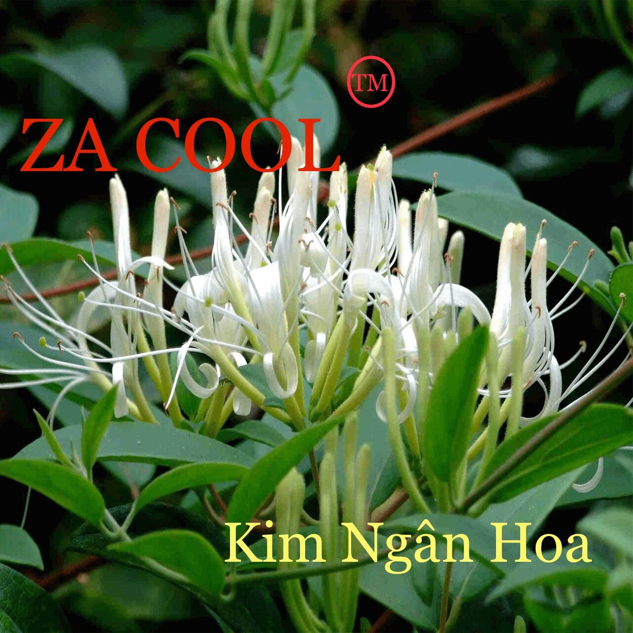 Bột thanh nhiệt Za Cool 3 vị (Sản phẩm xuất khẩu)