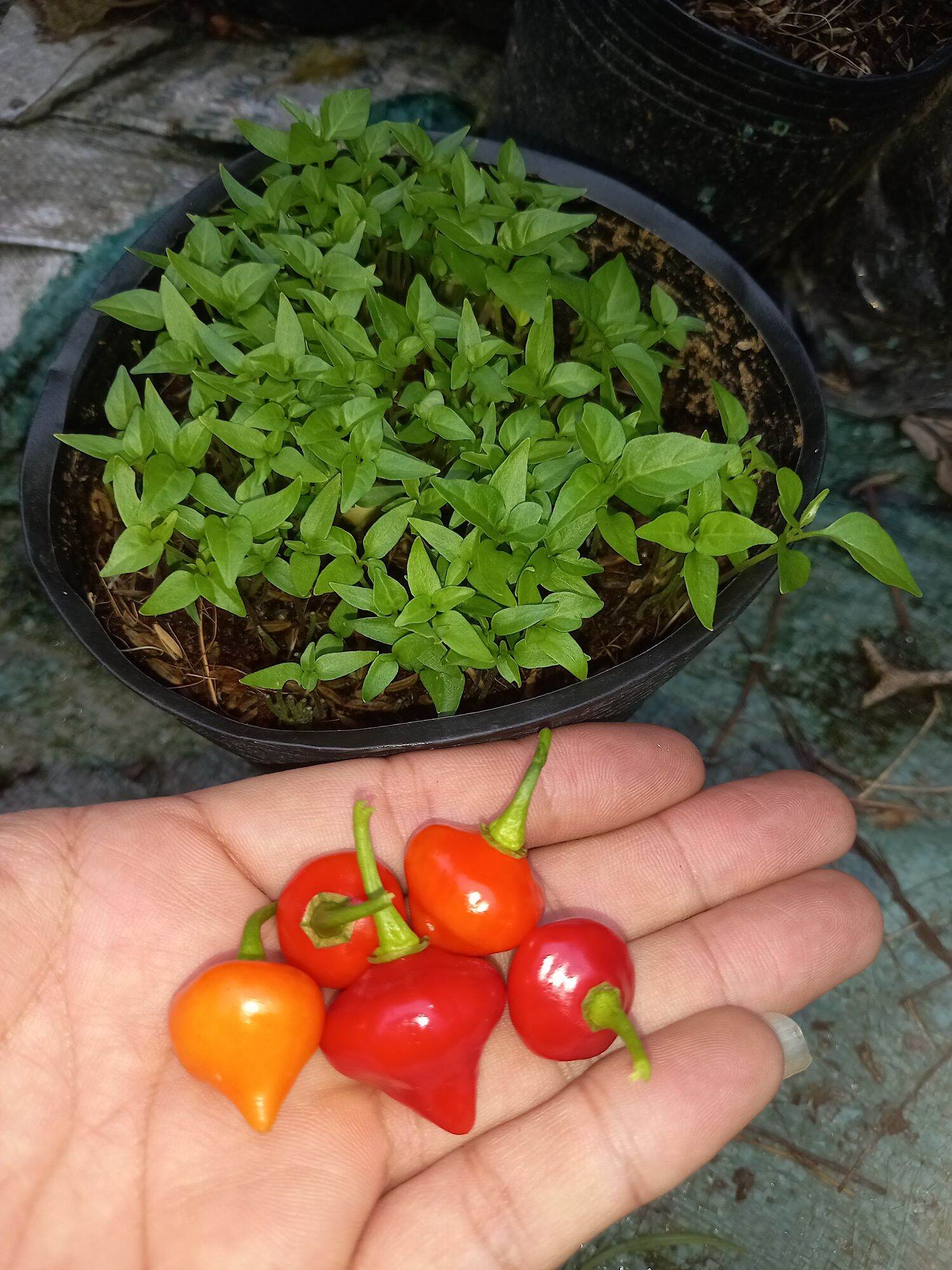 Trái ớt trái tim 1 Trái