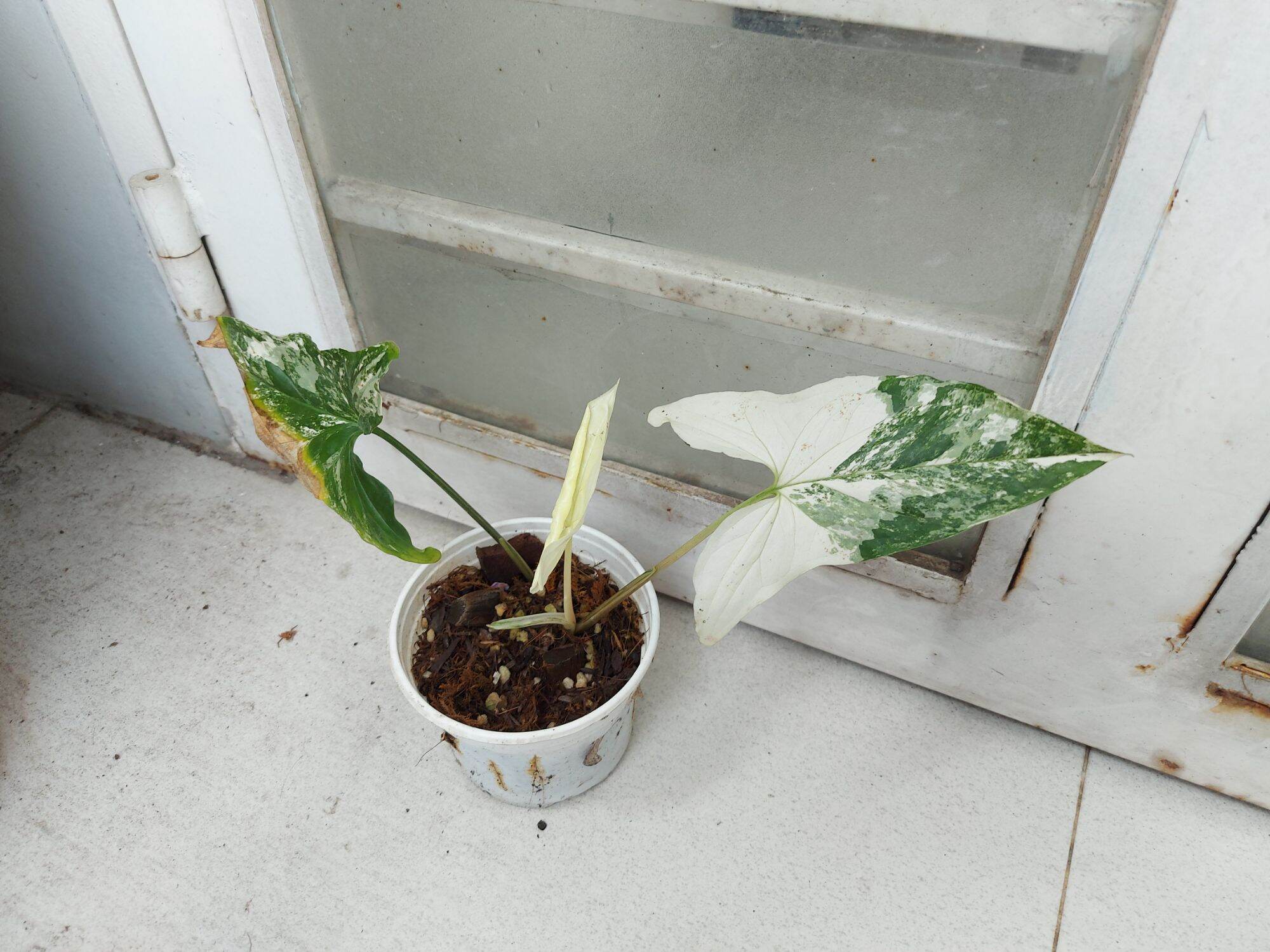 TRẦU BÀ TRẮNG SYNGONIUM ALBO VAR