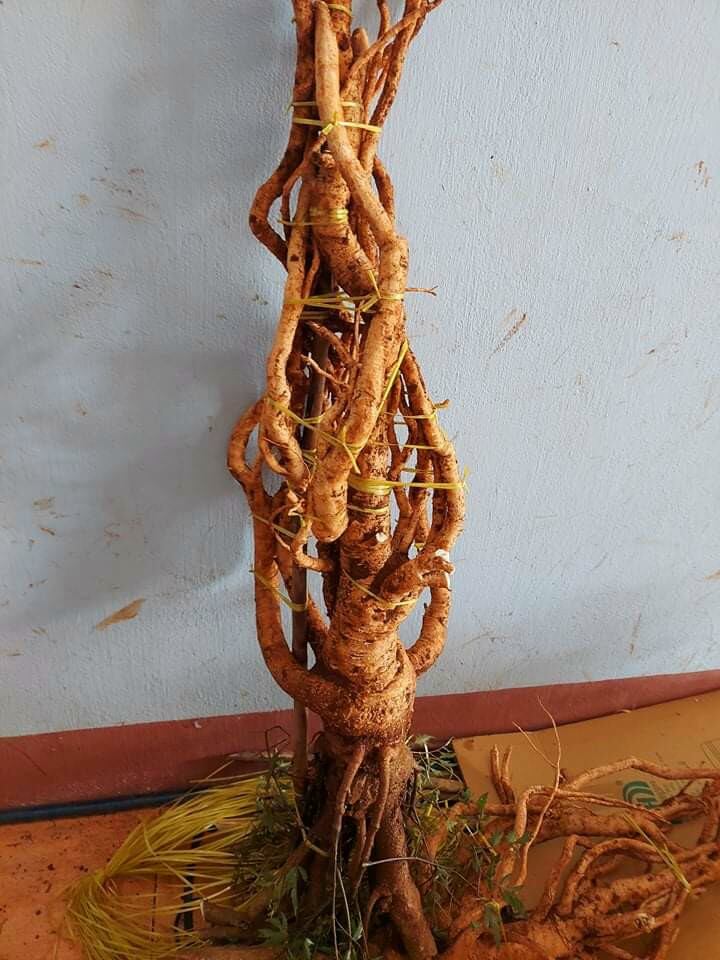 Củ đinh lăng nguyên củ tươi 5kg