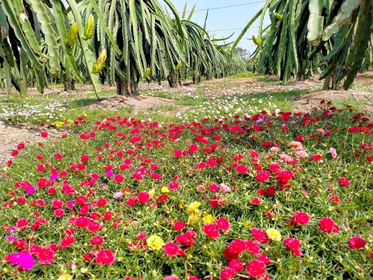 hoa mười giờ thái kép (1 bó)